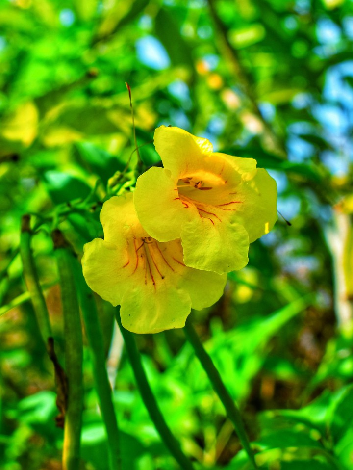 wild flowers