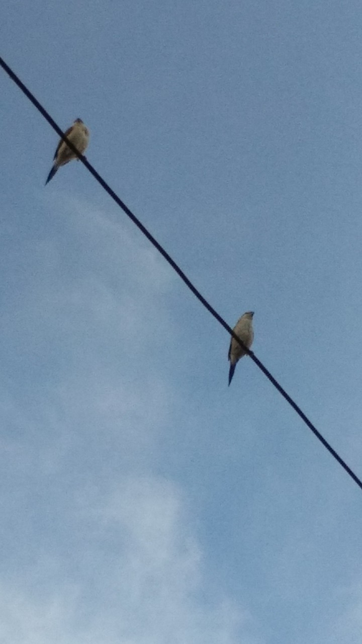 birdies