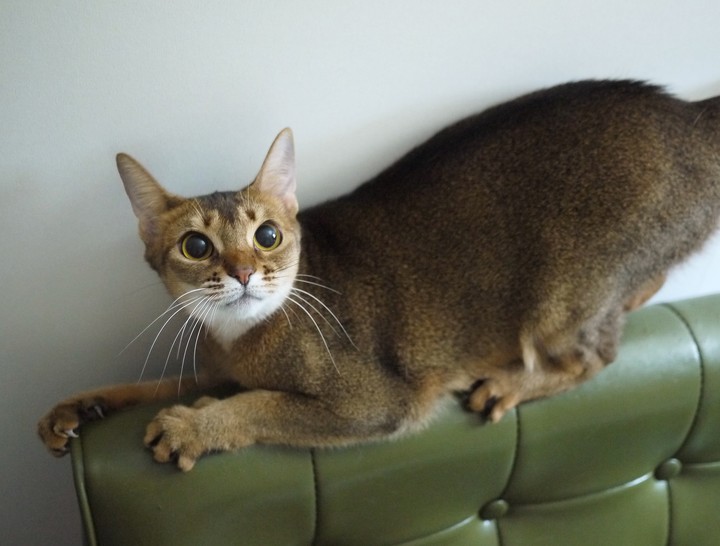 Bastet