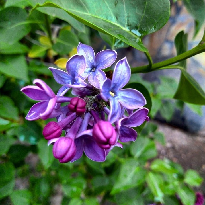 lilac