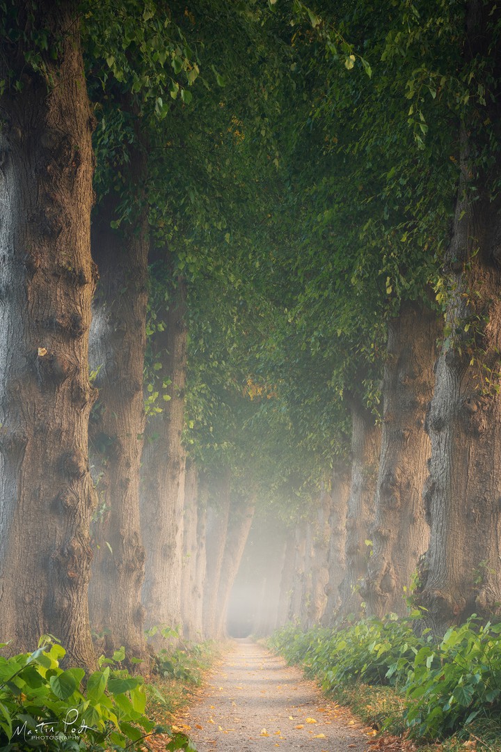 Foggy