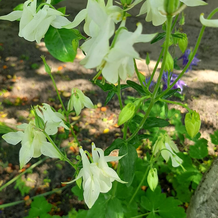 bright moments of summer