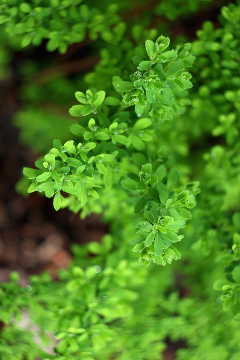 Spirea green branches
