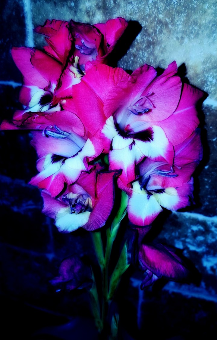 Kitchen Flowers