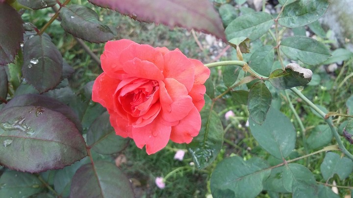 Rose