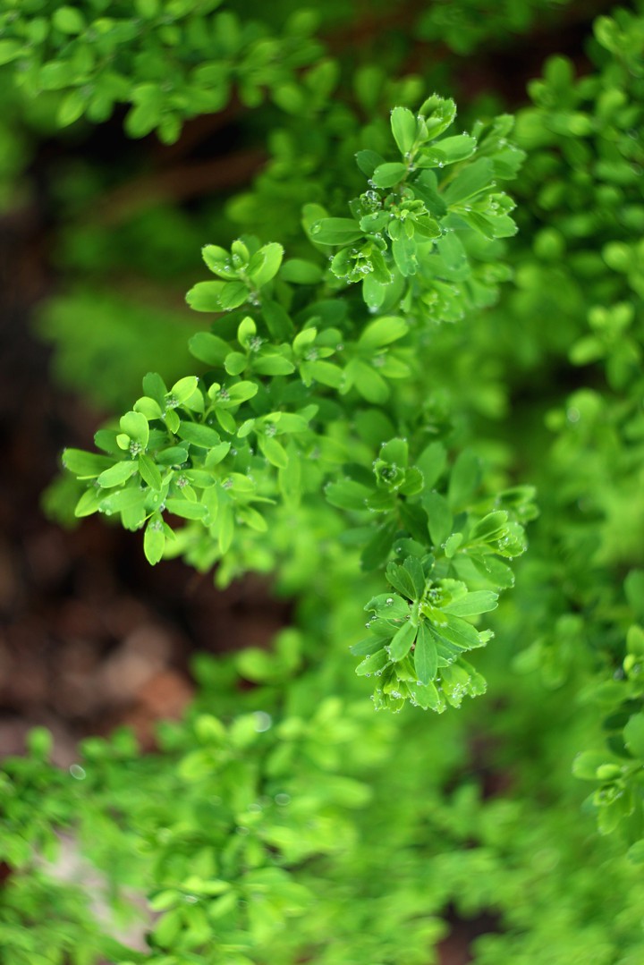 Spirea green branches