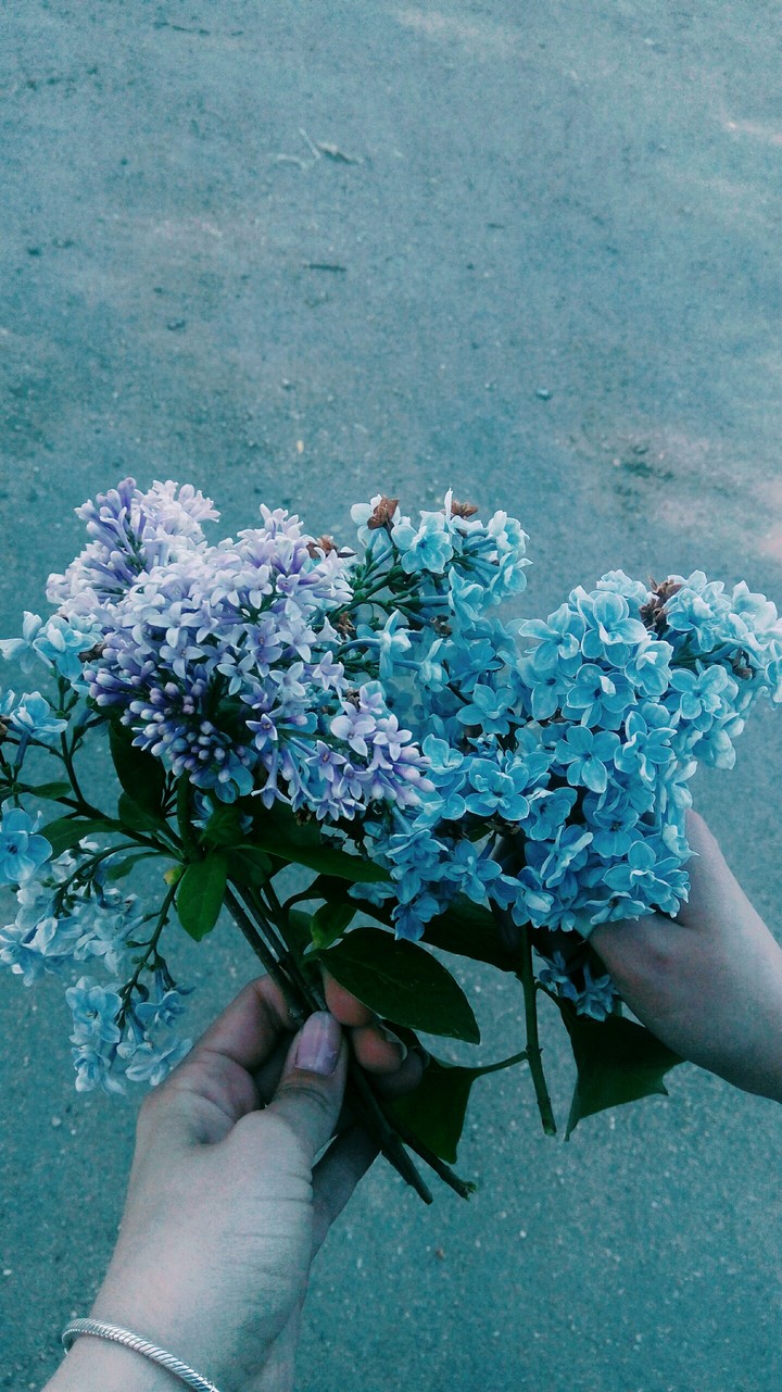 Сирень