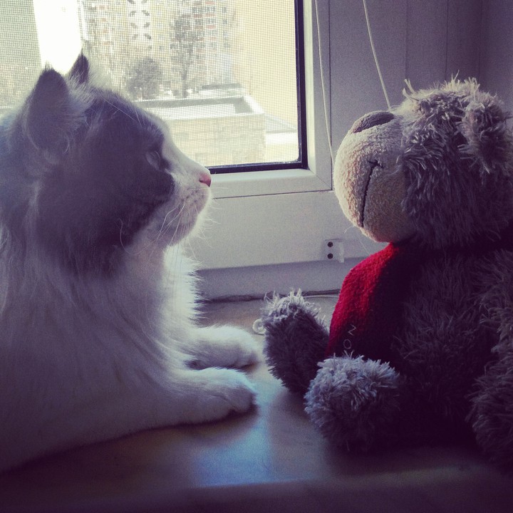 cat