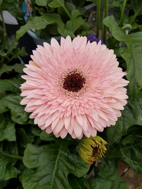 Wonderful Pink Flower