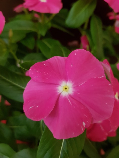 pink, petal duvar kağıtları