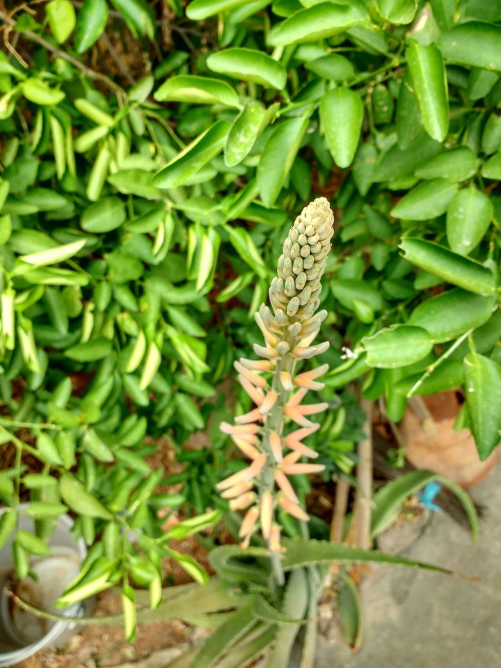 Rare aloe vera flower
