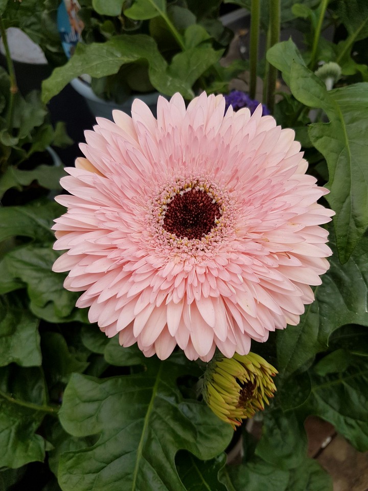 Wonderful Pink Flower