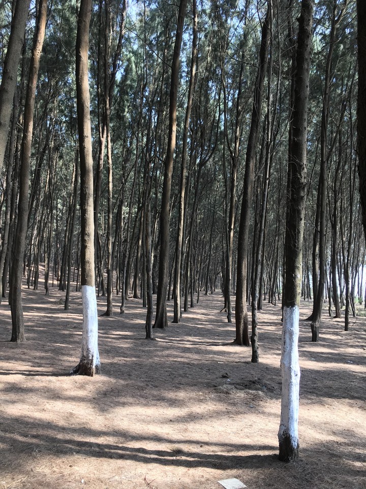 The woods are lovely, dark and deep...