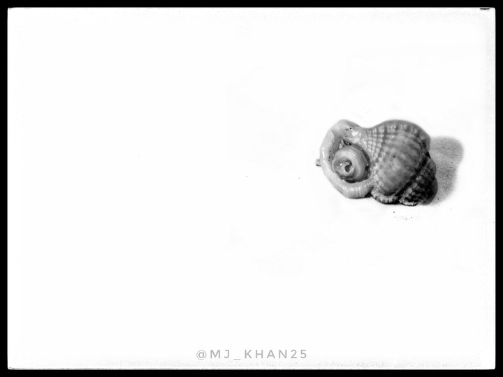 lone shell
