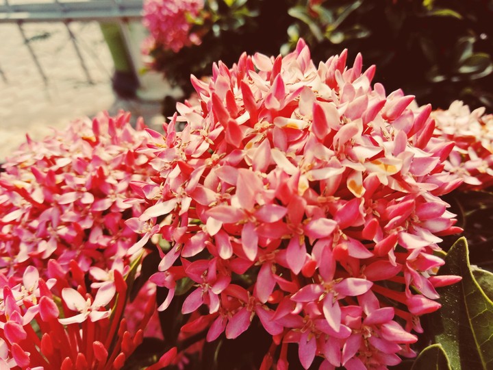 bunch of flowers