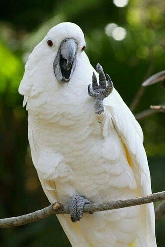 pearrot