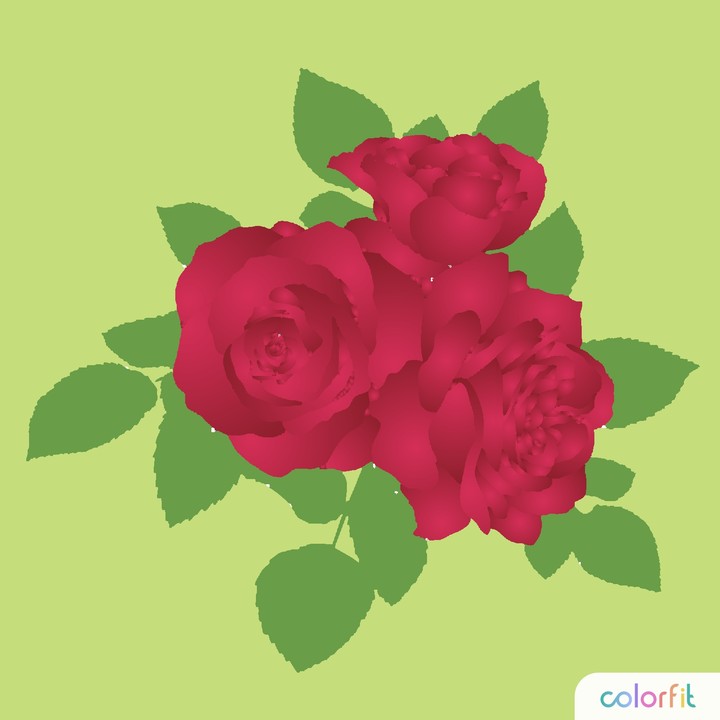 Des roses que toutes les femmes adorent.