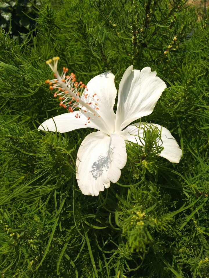 white beauty...
