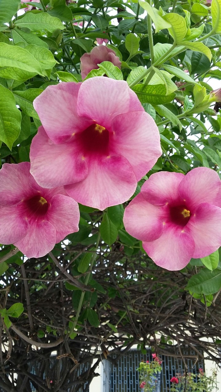 natural flower