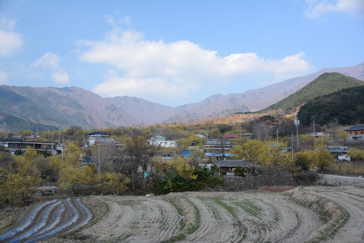 구례의봄이미지