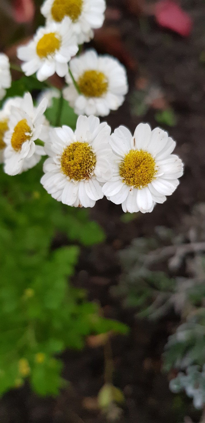 Beautiful flowers
