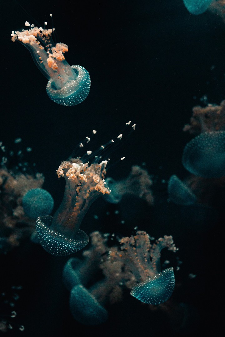✨