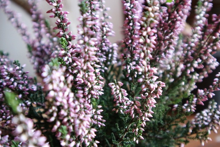 Pink flower