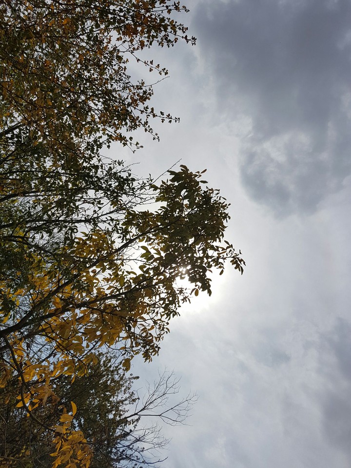 tree in sky