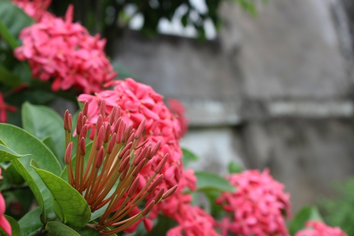 buds