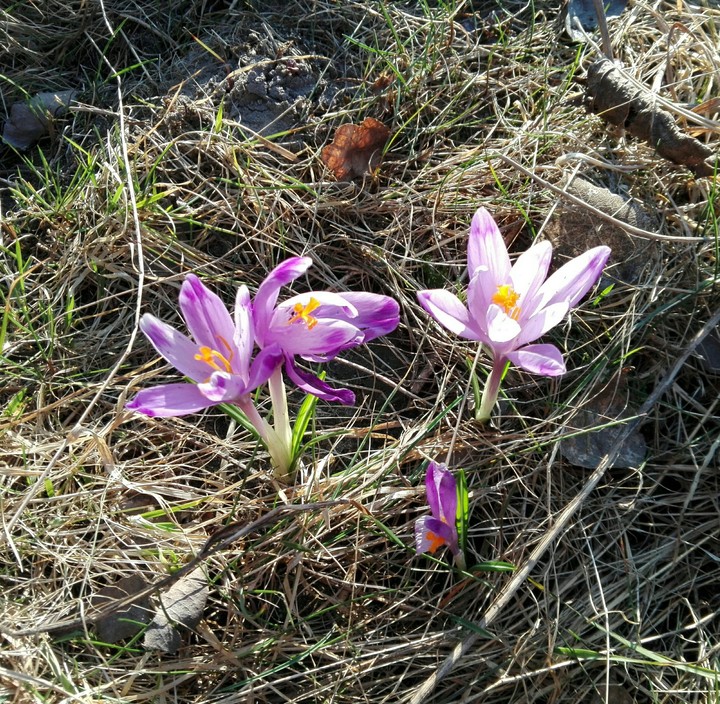 Крокусы