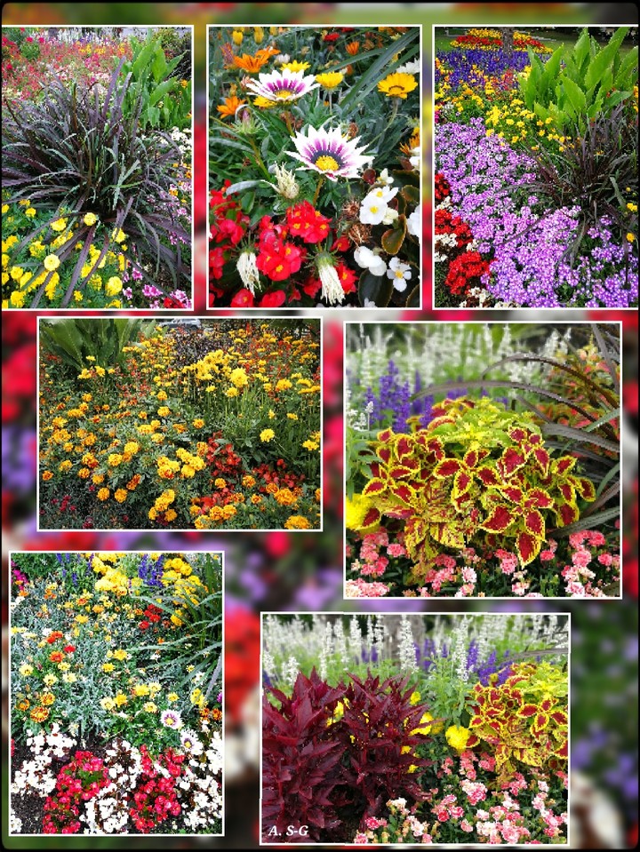 Blumenpracht