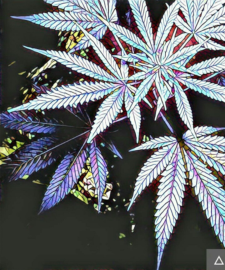 ice cannabis hd