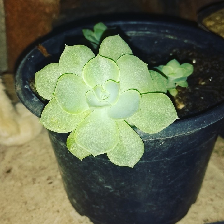 suculenta