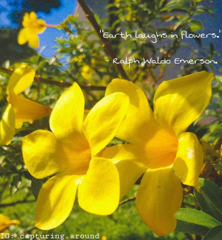 Flower Quotes