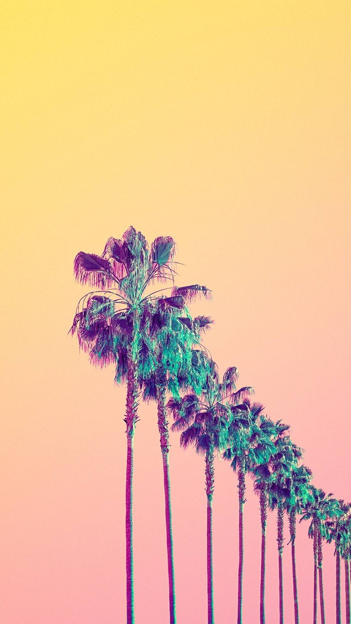 Palm Trees