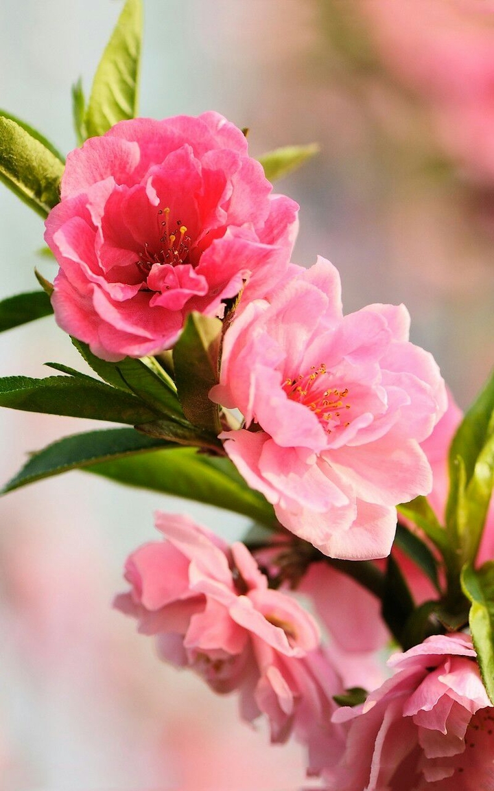 Pink Flowers