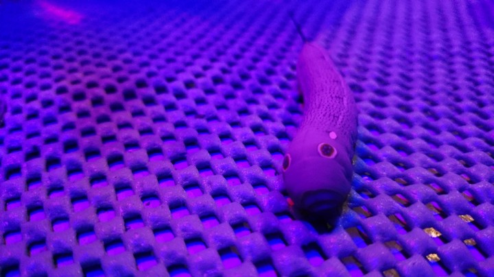 trans cocoon