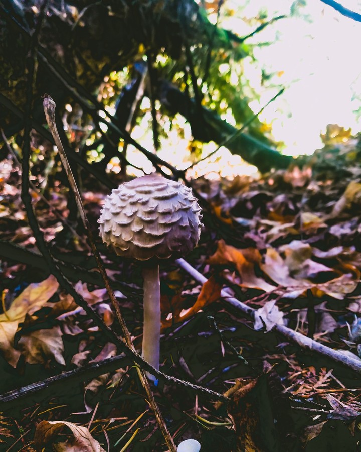 little mushroom