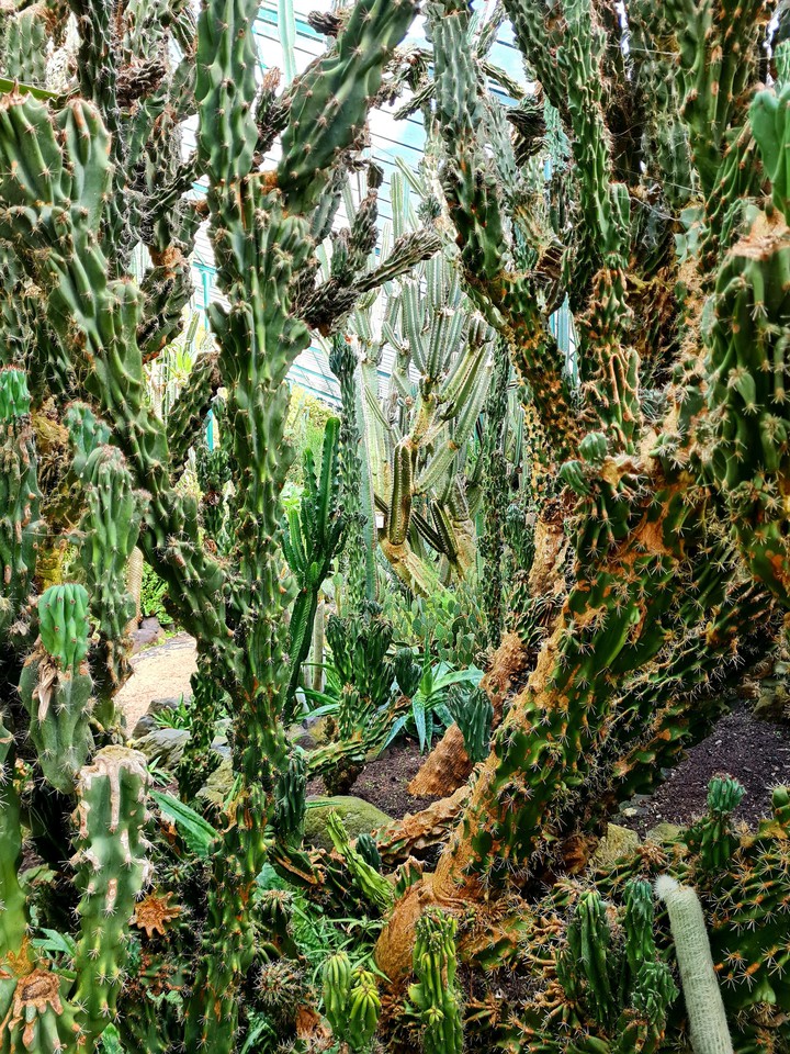 And more Cactus love... :)
