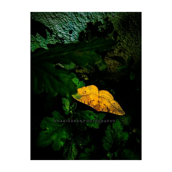 ||| •Yellow Butterfly• |||