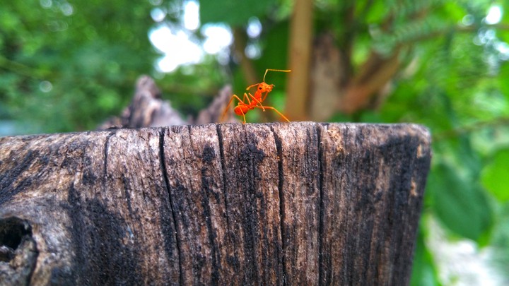 Red ant