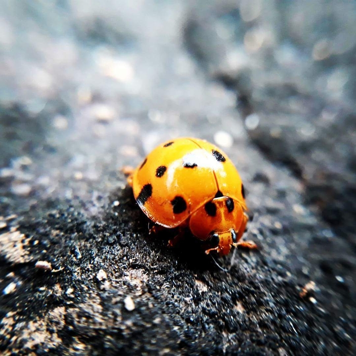 Bug