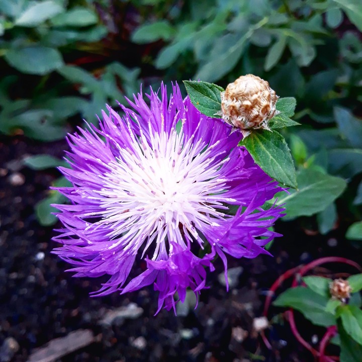 purple and white