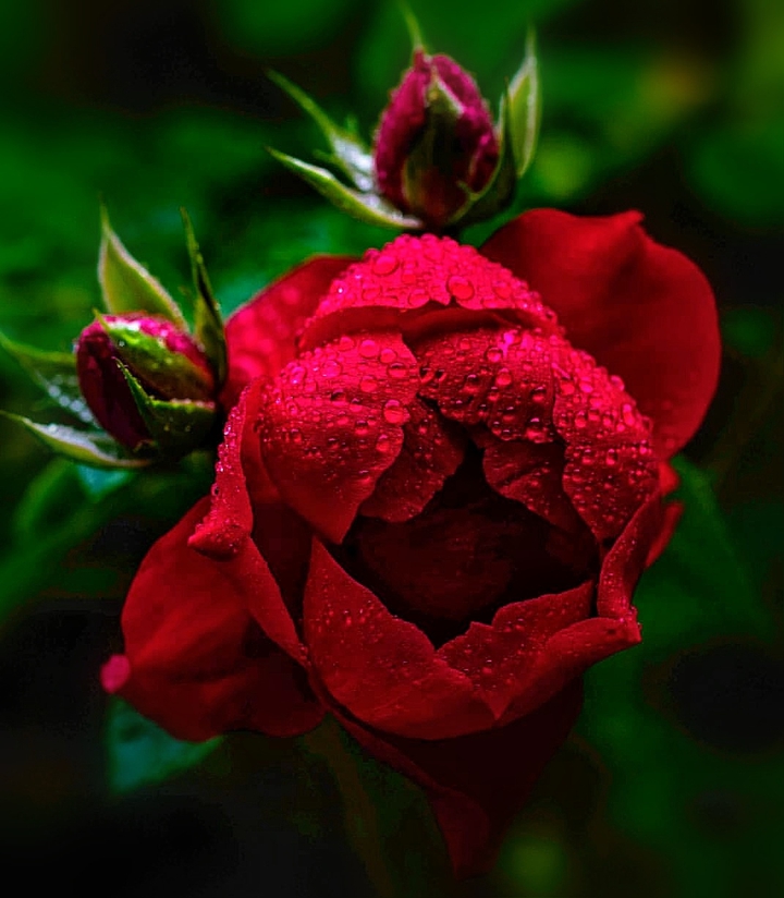 Roses
