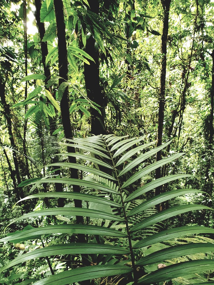 Jungle