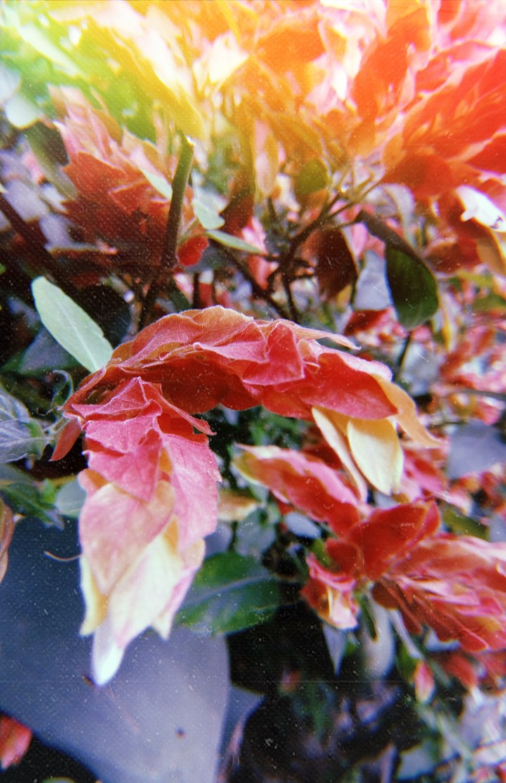 florellow