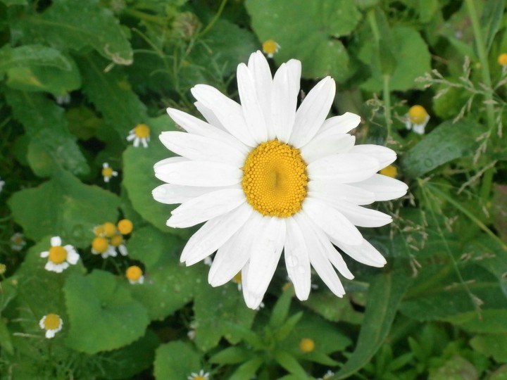 plant