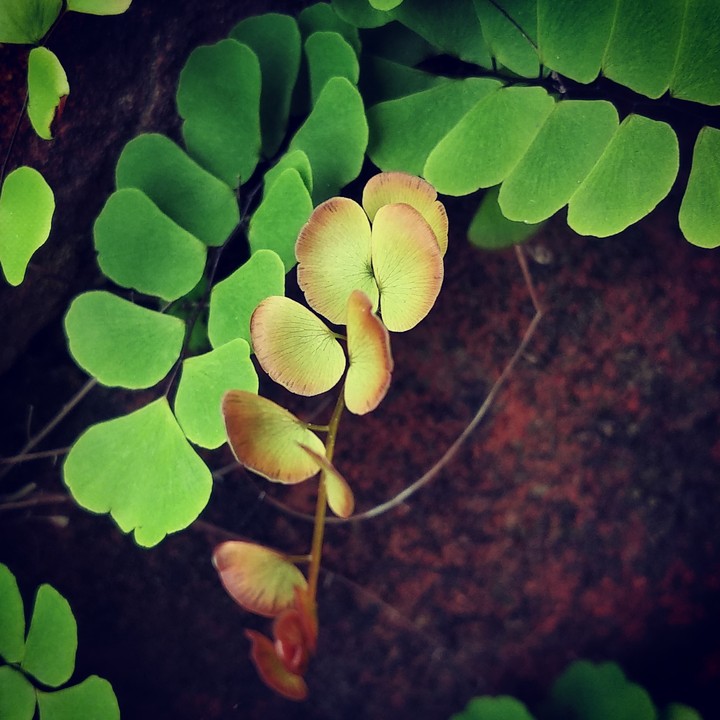 #Leaf