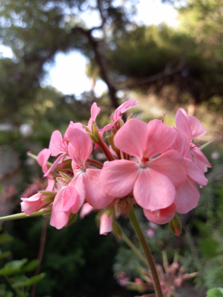 fleurs