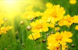 pretty flowers